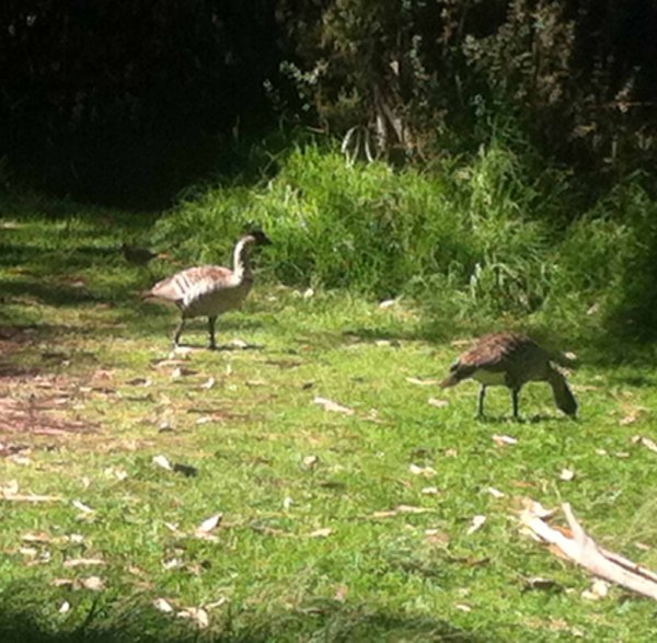 Nene bird at the top of Maui's Haleakala Volcano