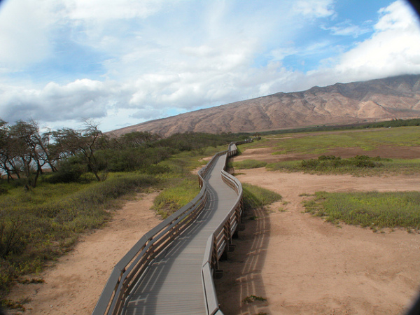 Free things to do on Maui - Bird watching at KealiaPond National Wildlife Refuge