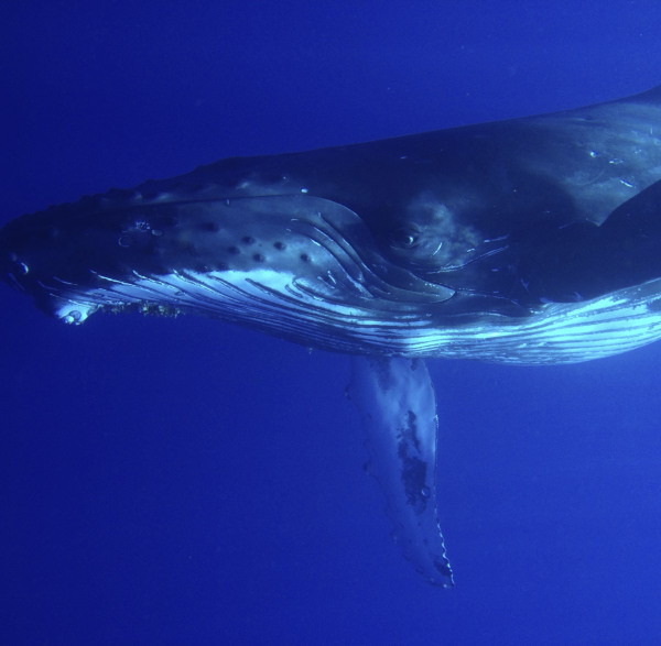 The best time to go whale watching in maui is January, february and March