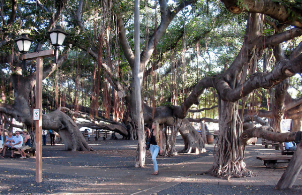 Maui adventure: Sit beneath the banyan tree